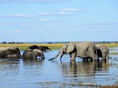 chobe_national_park
