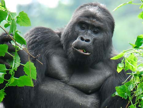 Bwindi National Park